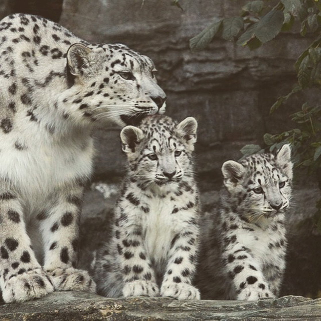 smbup snow leopard