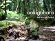 Aokigahara: Suicide Forest