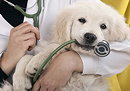 What is a Veterinary Assistant?