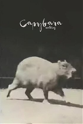 Capybara Walking
