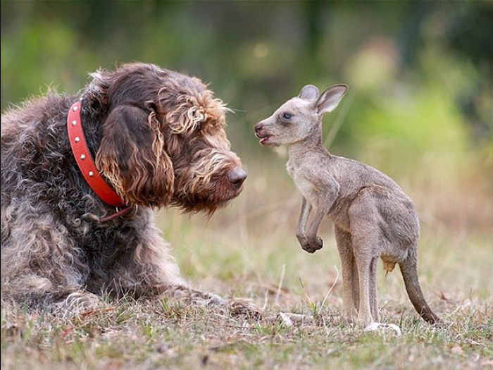 Dogs and Kangaroos list