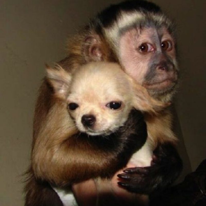 Dogs and Monkeys list