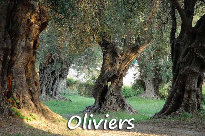 Oliviers