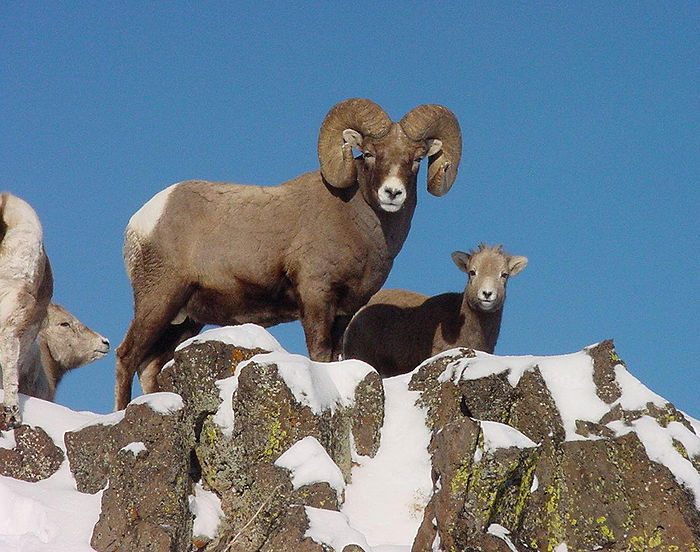 Animals in the Mountains