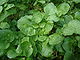Watercress