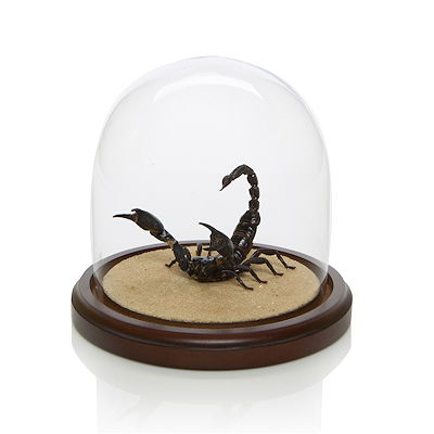 Taxidermy