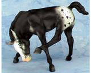 Breyer Scratching Foal Black Blanket Appaloosa is in your collection!