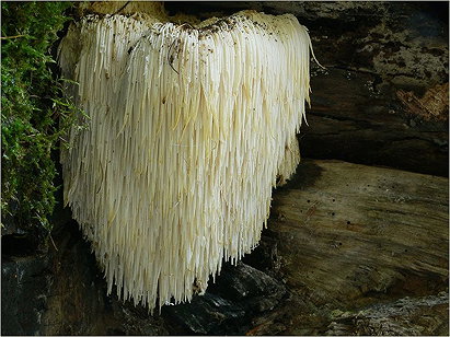Hericium Erinaceus (Lion's Mane Mushrooms, Bearded Tooth Mushrooms, Satyr's Beard, Bearded Hedgehog Mushrooms, Pom Pom Mushrooms)