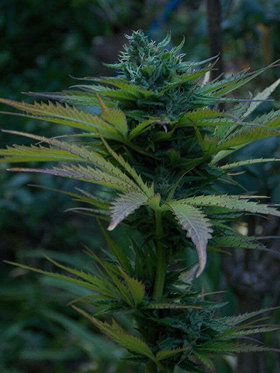 High: The True Tale of American Marijuana