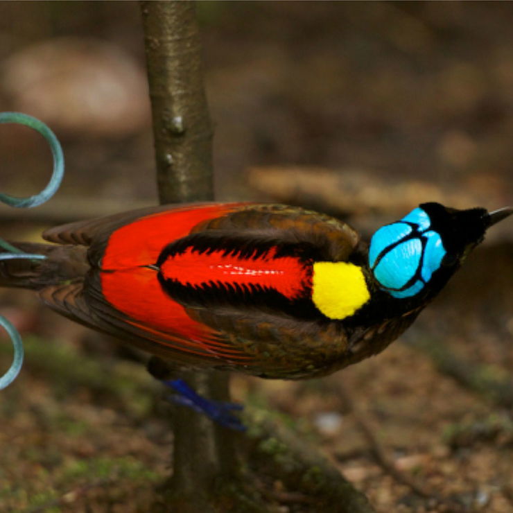 Birds of Paradise list