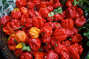 Scotch bonnet