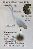 Great Egret ダイサギ