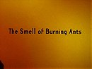 The Smell of Burning Ants