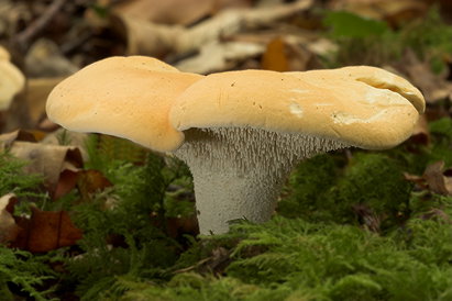 Hydnum Repandum (The Sweet Tooth, Wood Hedgehog Mushrooms)