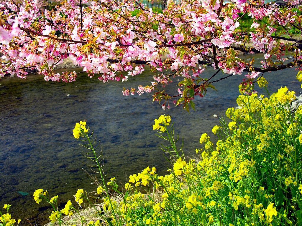 download cherry blossom 10k download cherry blossom 10k