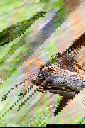 Lyrebird