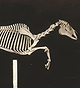 Skeleton of Horse