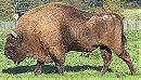 European Bison 