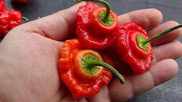Rocotillo pepper