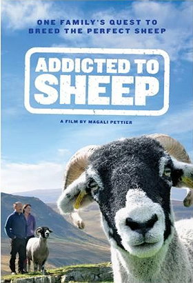 Addicted to Sheep