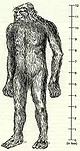 Tano Giant