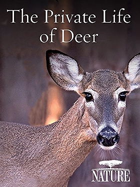 The Private Life Of Deer