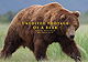 Unedited Footage of a Bear