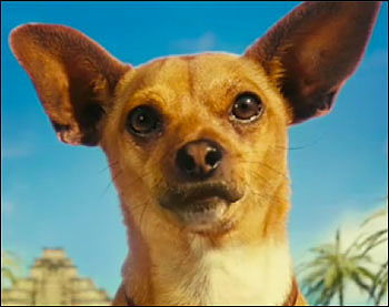 Papi (the Chihuahua)