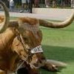 Bull51