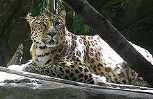 Oregon Zoo