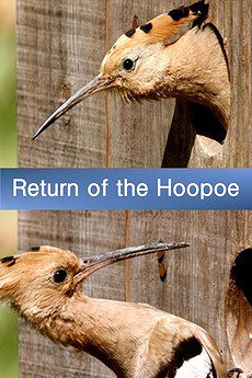 ‎Return of the Hoopoe