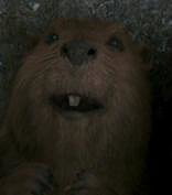 Mrs. Beaver