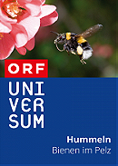 Hummeln - Bienen im Pelz (Secrets of bumblebees)