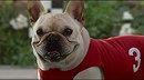 10 Funny Dog Commercials 