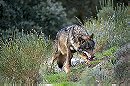 Iberian Wolf