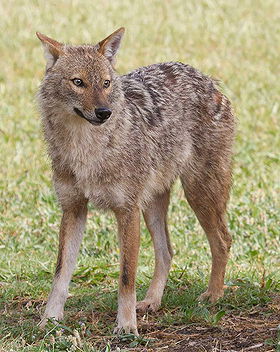 Golden Jackal