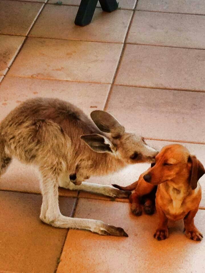 Dogs and Kangaroos list