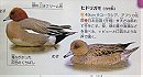 Eurasian Widgeon ヒドリガモ