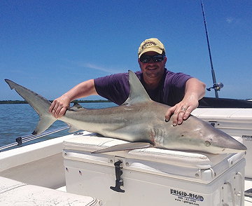 Blacktip Shark