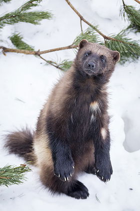 Wolverine (a)