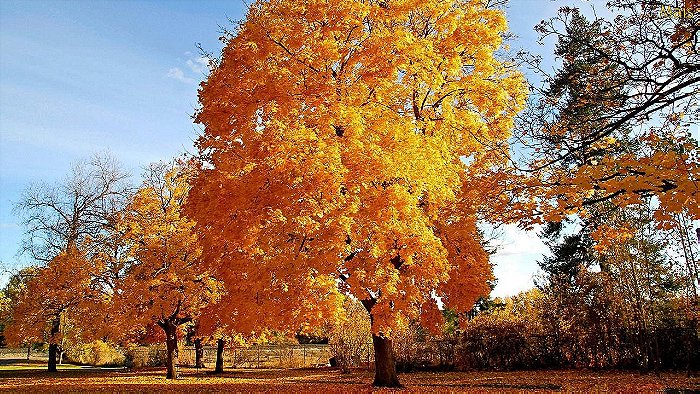 Color Of Autumn list