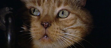 Jones (cat)