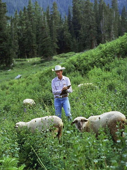 U.S. Sheep Experiment Station