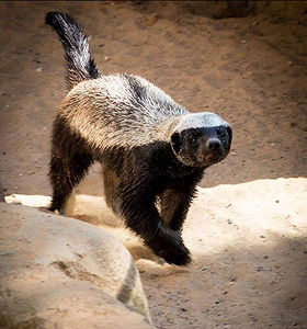 Honey Badger