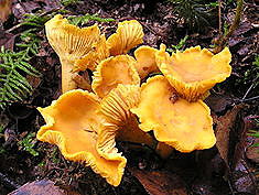 Golden Chanterelles (Cantharellus Cibarius, Girolles, Pfifferling)