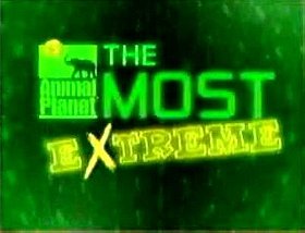 The Most Extreme                                  (2002- )