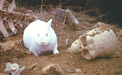 Rabbit of Caerbannog