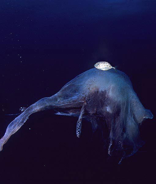 Favorite Images of Blanket Octopuses list