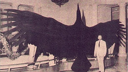 Thunderbird
