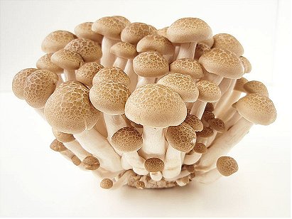 Hypsizygus Tessellatus (Buna Shimeji, Brown Beech Mushrooms, White Beech Mushrooms, White Clamshell Mushrooms)